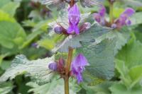 Lamium maculatum
