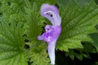 Lamium maculatum