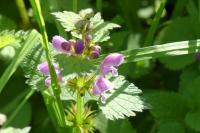 Lamium maculatum