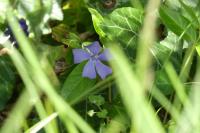 Vinca minor