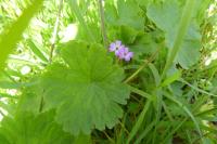 Geranium rotundifolium