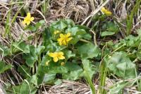 Caltha palustris