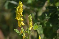 Melilotus italicus