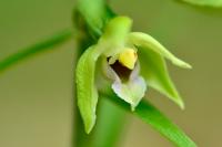Epipactis muelleri