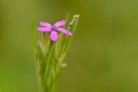 Dianthus armeria