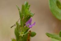 Lythrum hyssopifolia