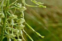 Himantoglossum hircinum