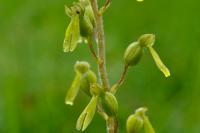 Neottia ovata