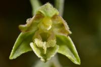 Epipactis microphylla