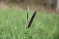 Alopecurus pratensis