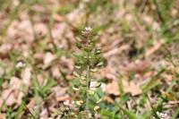 Microthlaspi perfoliatum