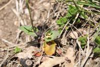Microthlaspi perfoliatum