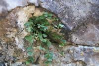 Asplenium ruta-muraria