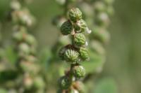 Melilotus italicus