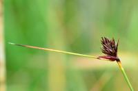 Schoenus nigricans