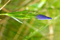 Gentiana pneumonanthe