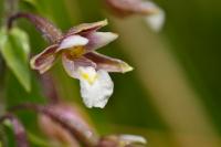Epipactis palustris