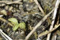 Pinguicula lusitanica