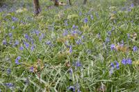 Hyacinthoides non-scripta
