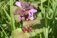 Lamium maculatum