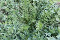 Carduus acanthoides