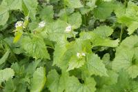 Alliaria petiolata