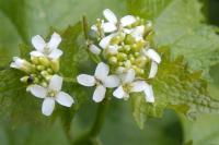 Alliaria petiolata