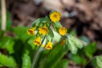 Primula veris