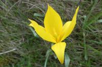 Tulipa sylvestris