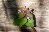 Lamium purpureum
