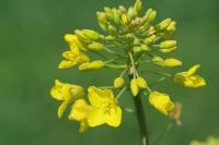 Brassica napus
