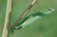 Brassica napus