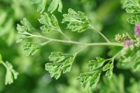Fumaria officinalis