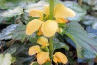 Lamium galeobdolon