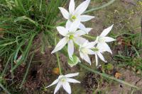 Ornithogalum divergens
