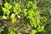 Euphorbia helioscopia