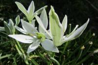 Ornithogalum divergens