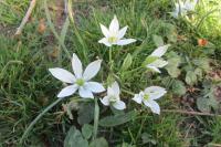 Ornithogalum divergens