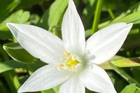 Ornithogalum divergens
