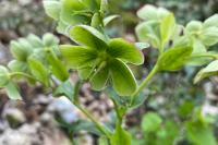 Helleborus foetidus