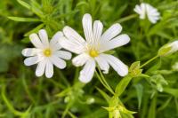 Rabelera holostea