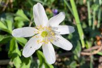 Anemone nemorosa