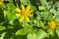 Ficaria verna