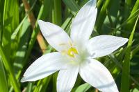 Ornithogalum divergens