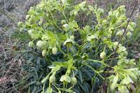 Helleborus foetidus