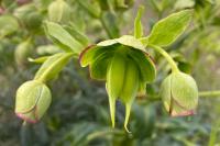 Helleborus foetidus