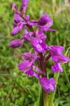 Anacamptis morio