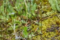 Cerastium brachypetalum