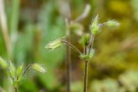 Cerastium brachypetalum