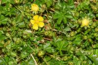 Potentilla verna